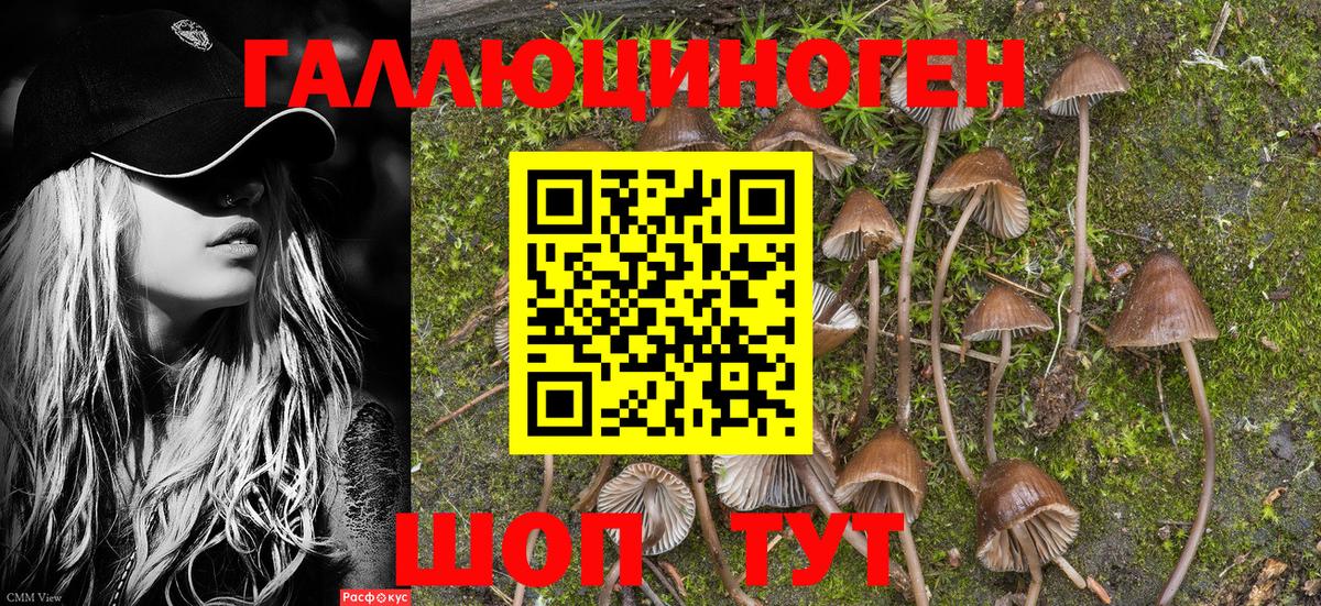 Псилоцибиновые грибы прущие грибы  Галлюциногенные грибы Cubensis  Вход с VPN  Сунжа 